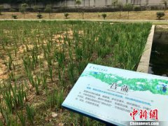 澳门金沙网站 _澳门金